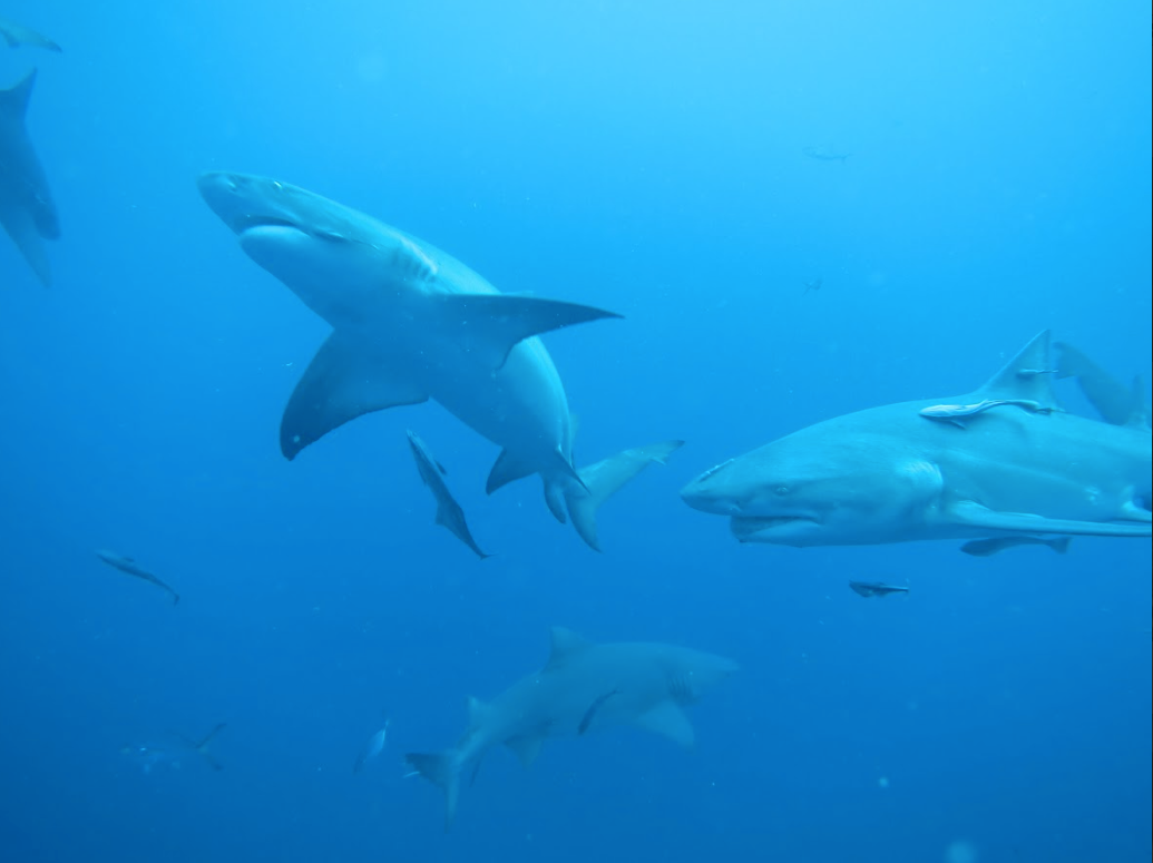 Tiburón limón, uno de los habitantes más discretos del ecosistema marino