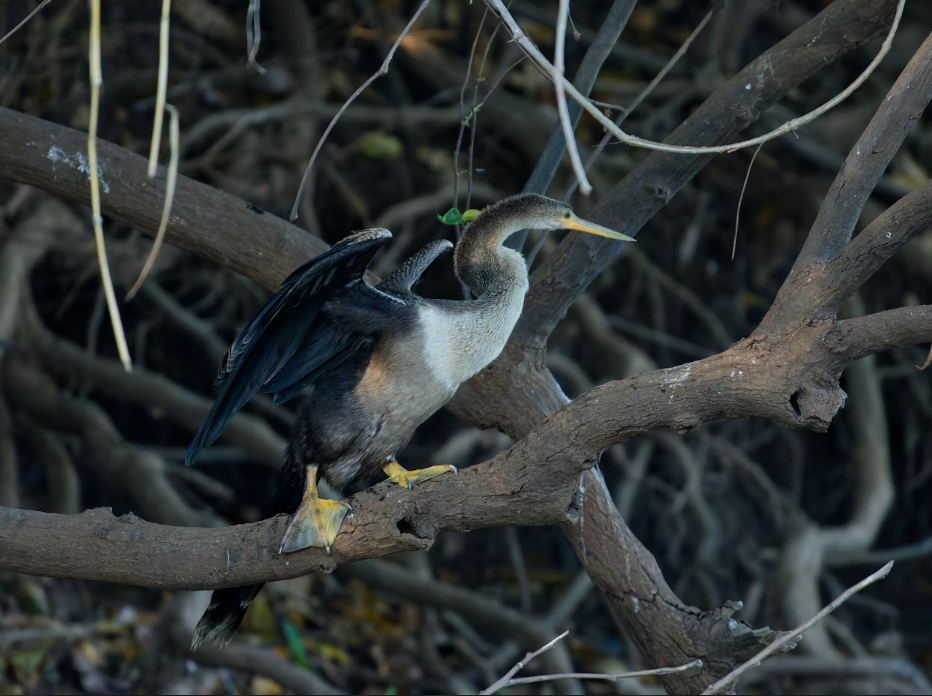 Aninga americana, ave singular y poco conocida