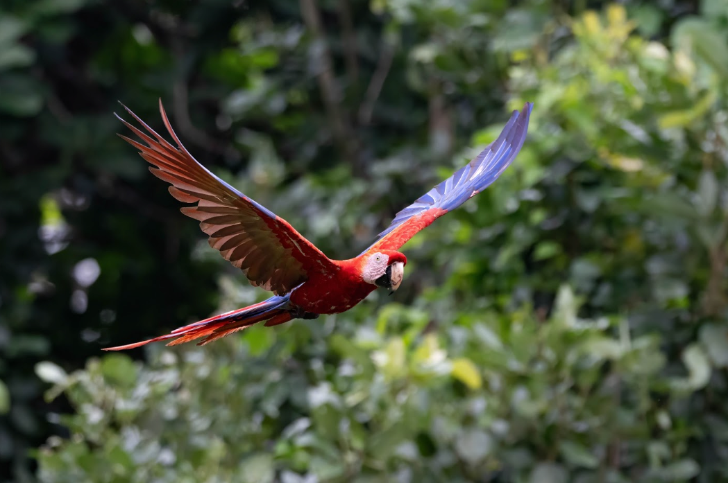 Guacamaya roja, de plumaje inconfundible y llamativo