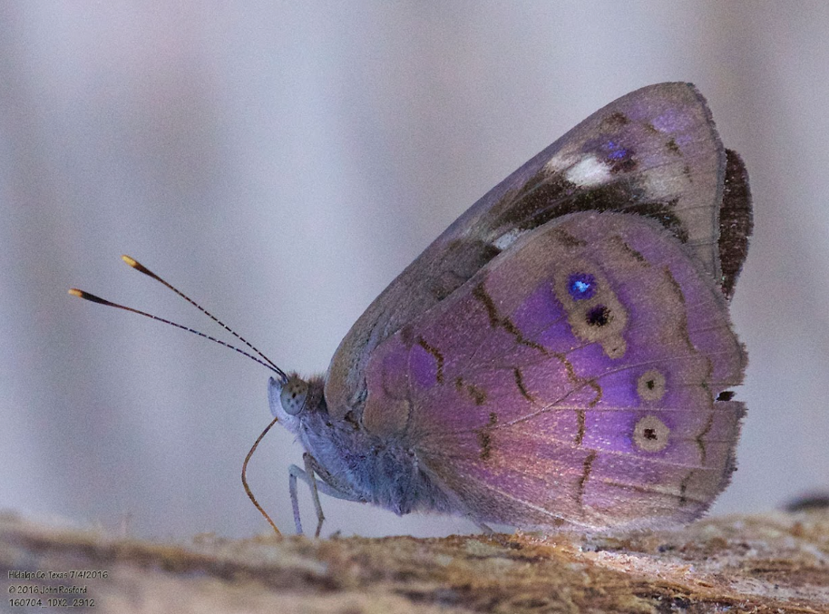 Mariposa de alas púrpura oscura, diminuta especie poco conocida