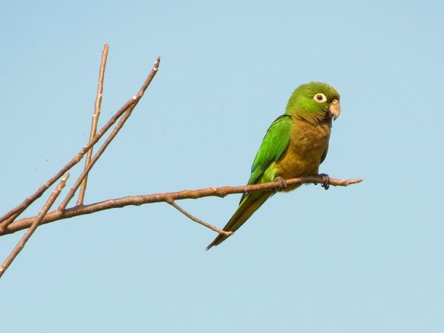 La Jornada Maya | Quintana Roo | Miguel Améndola | Perico pecho sucio, de  las especies más traficadas