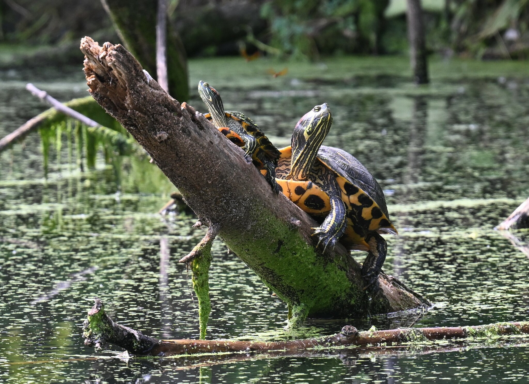 Tortuga agravada, habitual en peceras domésticas