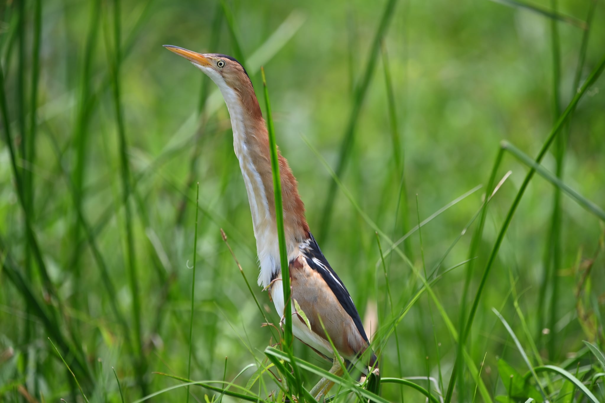 Avetoro menor, la garza más pequeña de América