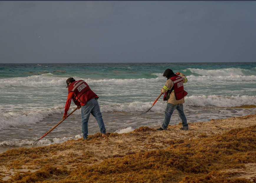 Con macrobrigadas, Cancún combate recales de sargazo en sus costas