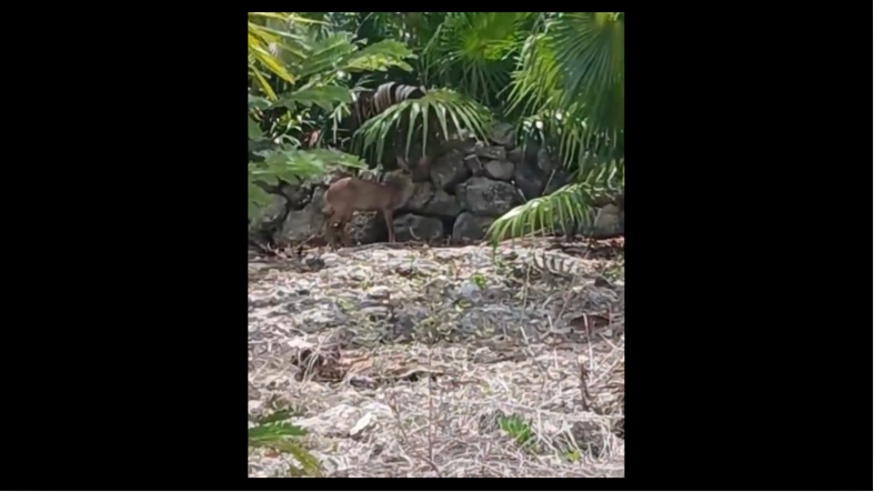 Detectan un venado en las inmediaciones de la colonia La Veleta, en Tulum