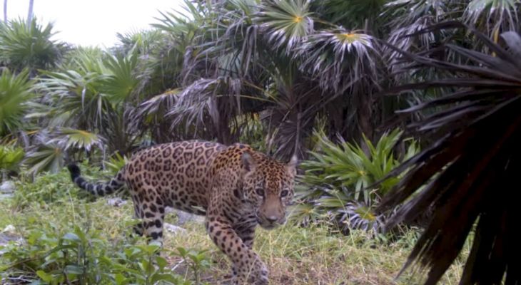 798.- 39 Las enseñanzas del Jaguar. Video