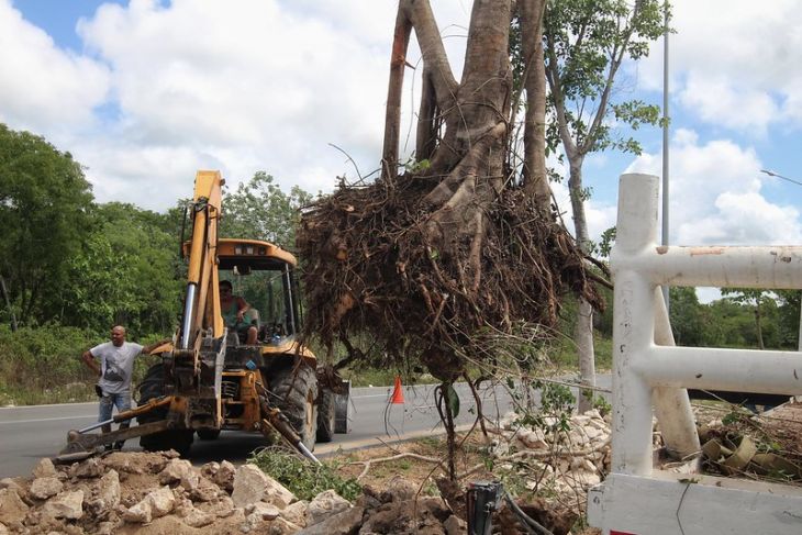 Arboristas de QRoo esperan que sus propuestas para el Tren Maya sean consideradas