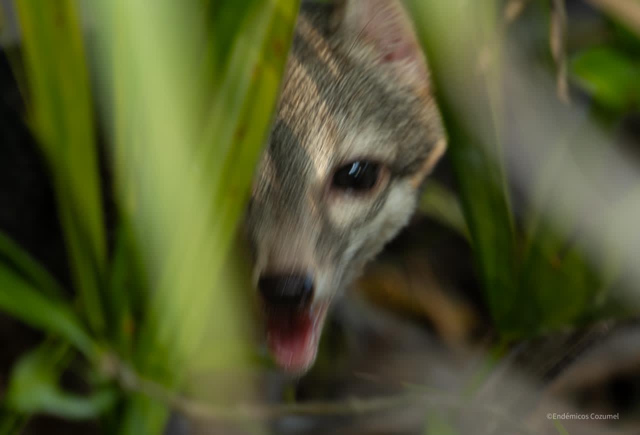 Monitorean mediante cámaras presencia de la zorrita enana en Cozumel