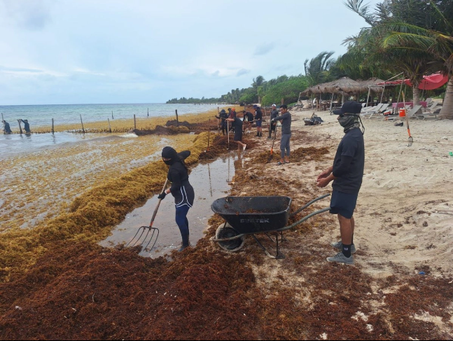 Más de 16 mil toneladas de sargazo han sido recolectadas en costas de QRoo este año