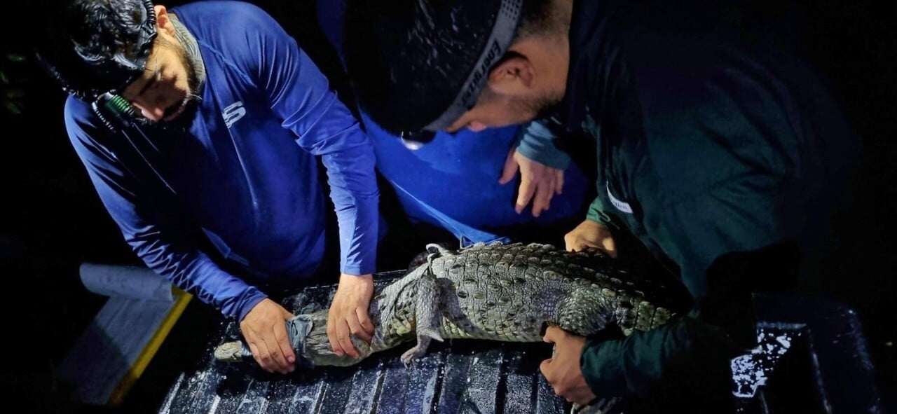 Detectan cambios en los patrones de alimentación del cocodrilo americano en Cozumel