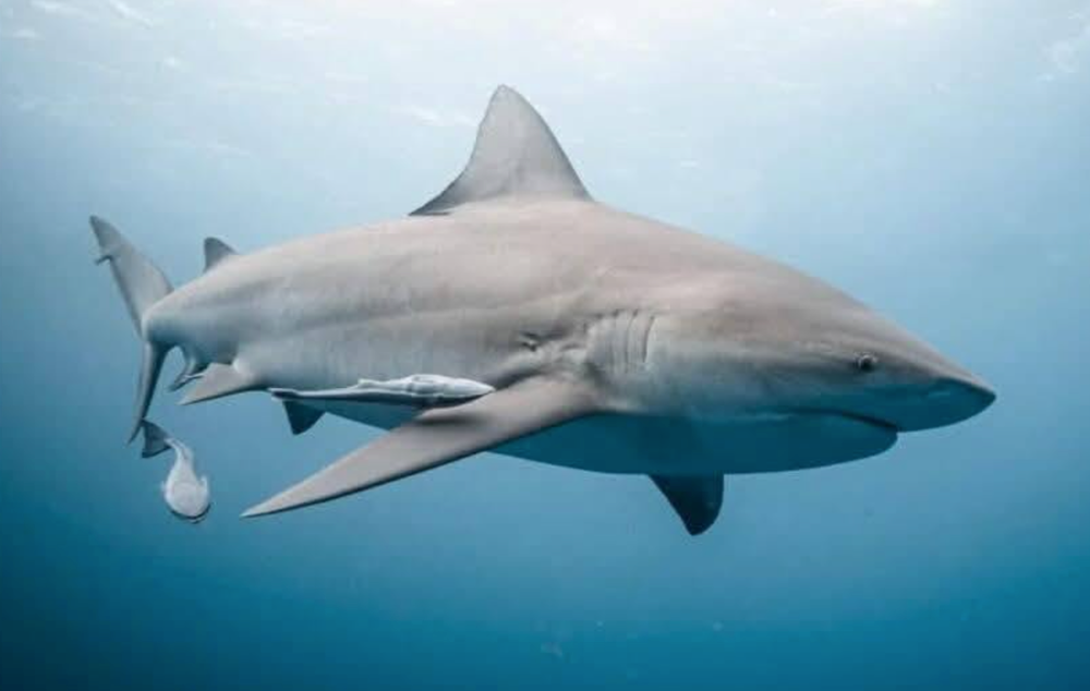 QRoo busca protección histórica para el tiburón toro