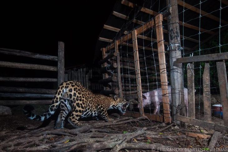 La Jornada Maya Quintana Roo Astrid Sánchez Día Internacional Del Jaguar Fotos De 5805