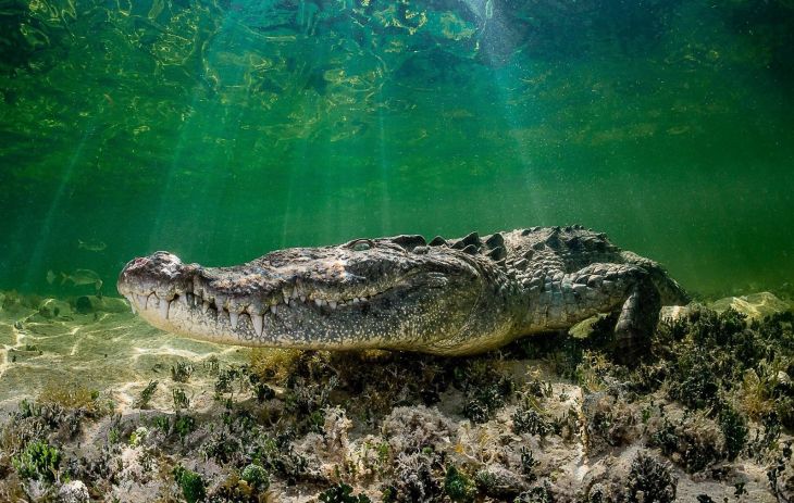 La Jornada Maya | Quintana Roo | Ana Ramírez | Han encontrado hasta 85  bolsas de plástico dentro de un cocodrilo muerto en Cancún