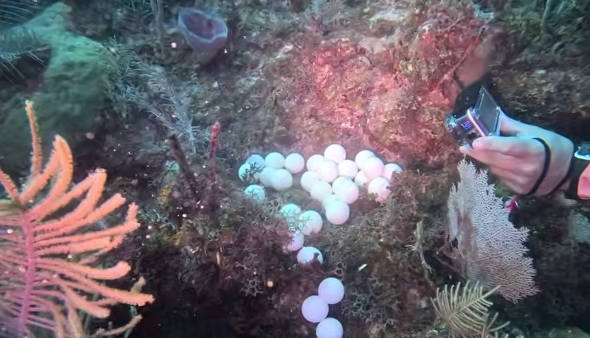 Sargazo asfixia la anidación en Mahahual; tortugas sufren desplazamiento y son obligadas a desovar en el mar