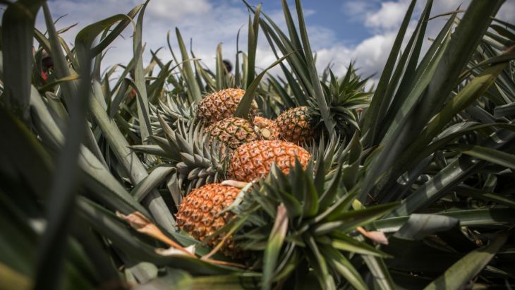 La Jornada Maya | Quintana Roo | La Jornada Maya | El cultivo de piña ...
