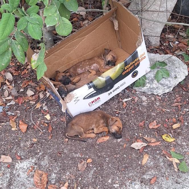 Reportan irregularidades y falta de personal capacitado en Centro de Bienestar Animal de Benito Juárez, Quintana Roo
