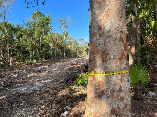Ofrece AMLO difundir ''todo'' sobre impacto ambiental en tramo 5 del Tren Maya