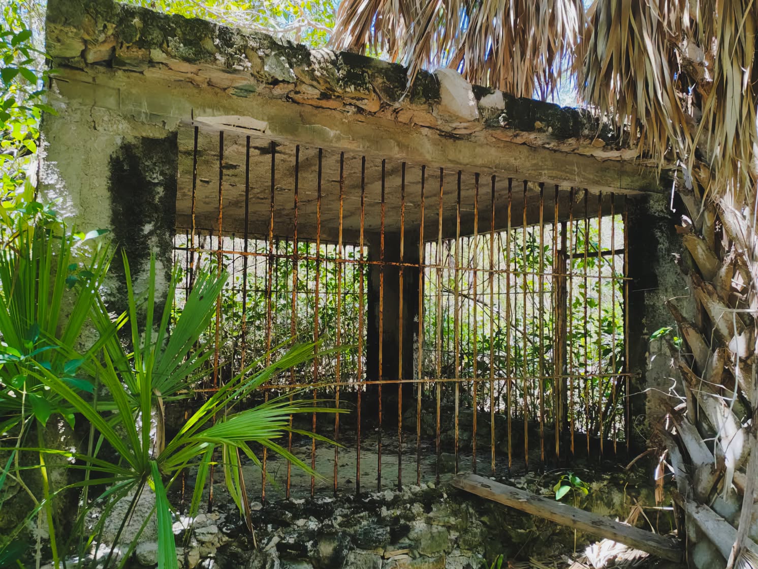 Profepa visita inmuebles de Cancún por supuesta presencia de grandes felinos en cautiverio