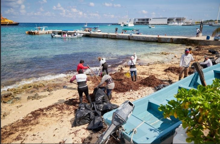 La Jornada Maya | Quintana Roo | La Jornada Maya | Mal tiempo trajo de  nuevo el sargazo a las costas de Cozumel