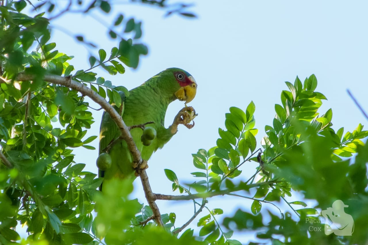 ‘Sin compra no hay venta’: Lanzan campaña para inhibir tráfico de loros silvestres