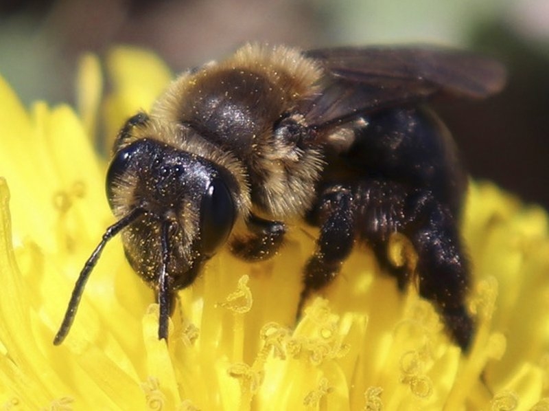Centros de Producción de Abeja Reina aumentarían la producción de miel