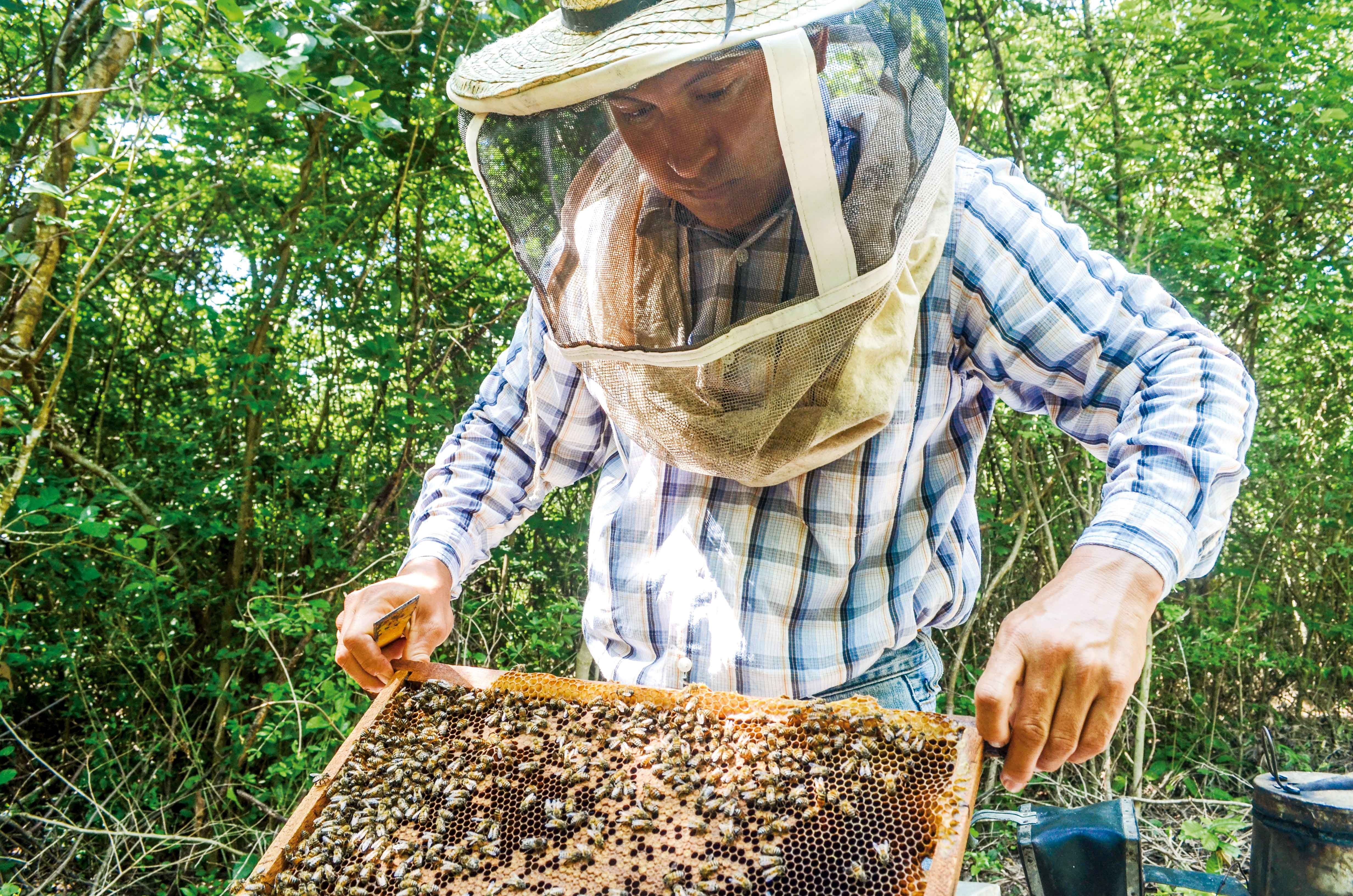 Miel y transgénicos