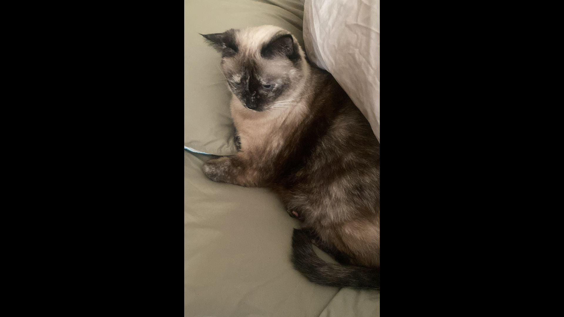 Lecciones gatunas para la vida 