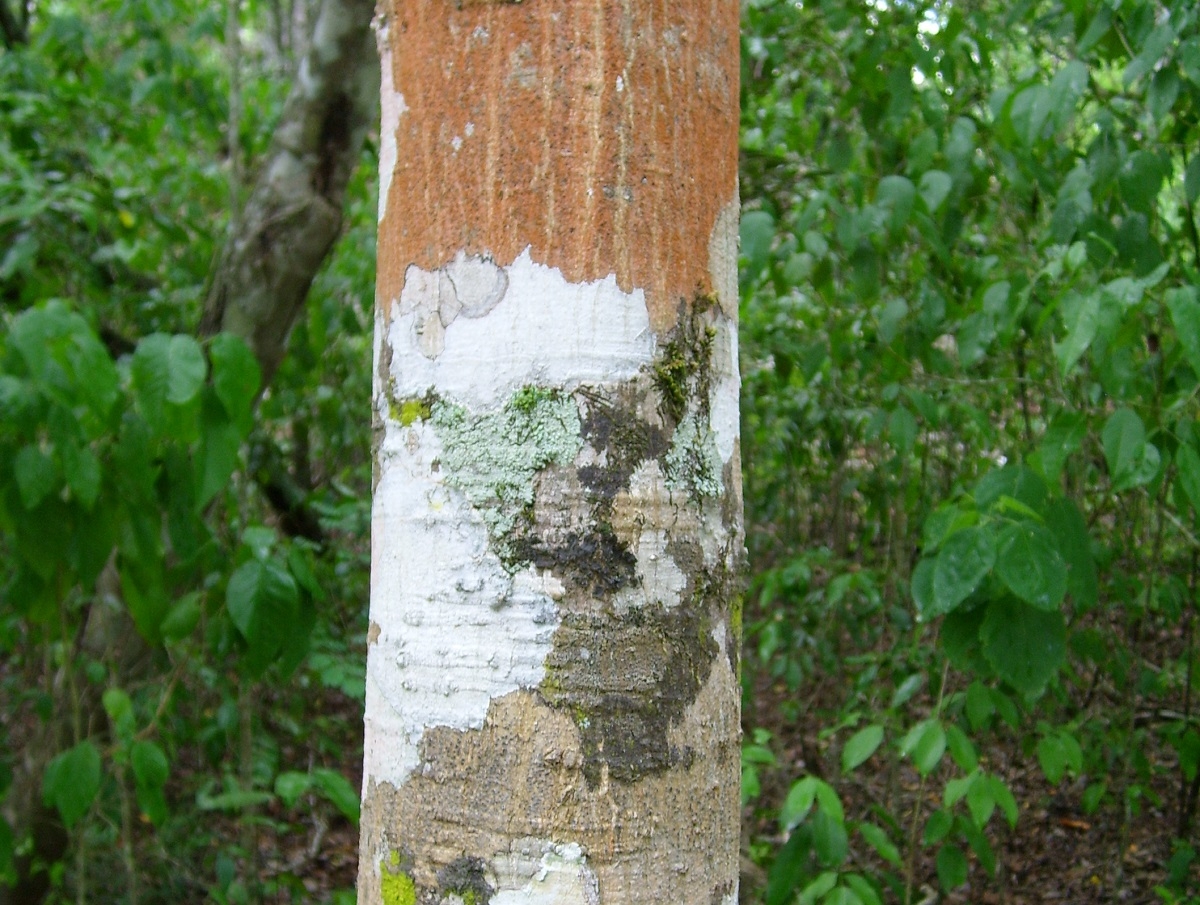 Estación de tren maya en Calakmul dependerá de estudios: INAH