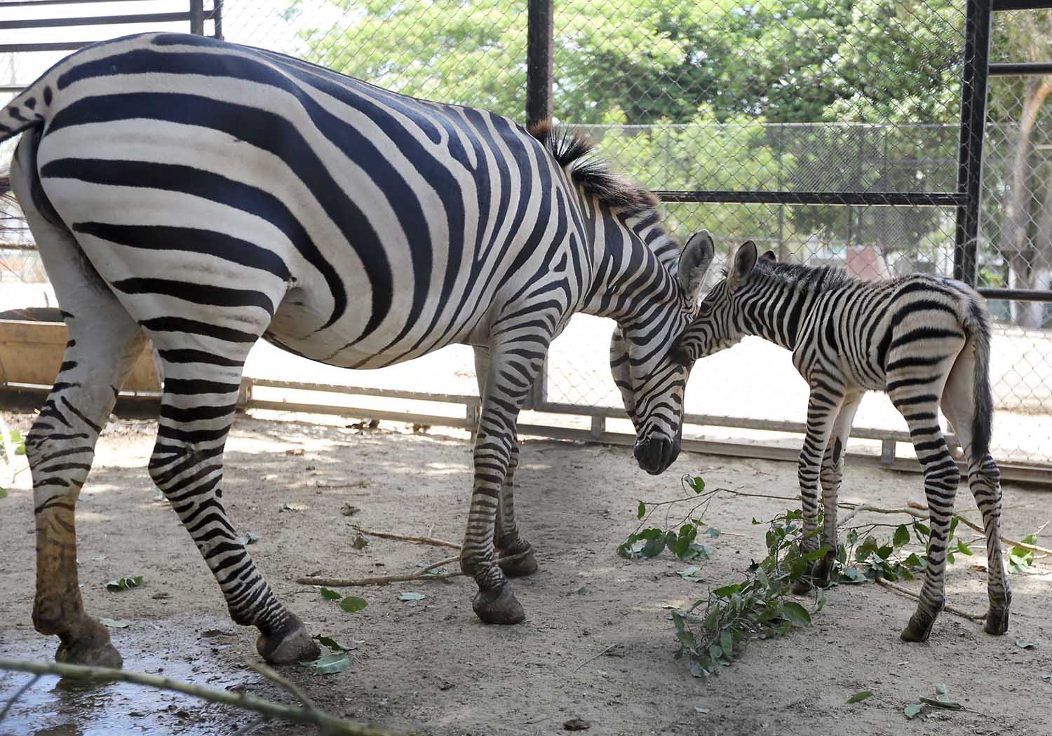 Nacimiento de cebra en Mérida