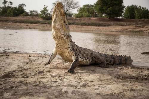 La Jornada Maya | Internacional | La Jornada Maya | Ancestros de los  cocodrilos habrían caminado sobre dos patas: estudio