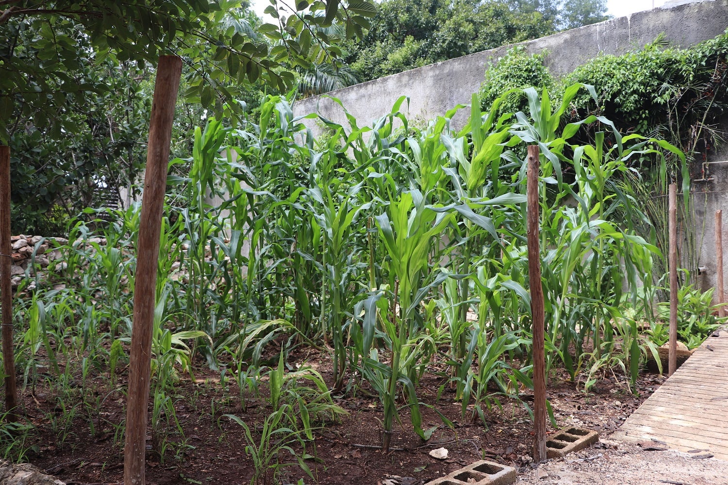 Plantas que curan: el sueño de un jardín medicinal maya en Cantamayec