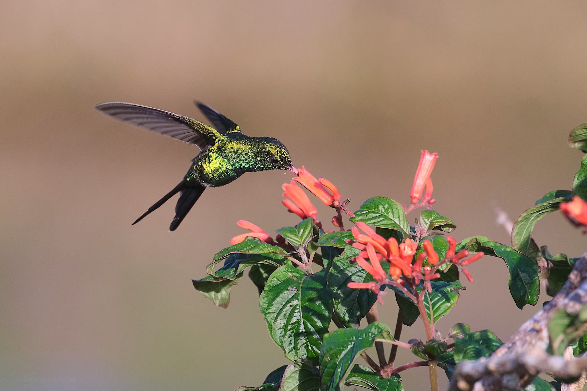 La Jornada Maya | Quintana Roo | Rosario Ruiz Canduriz | Colibrí esmeralda,  la joya de Cozumel