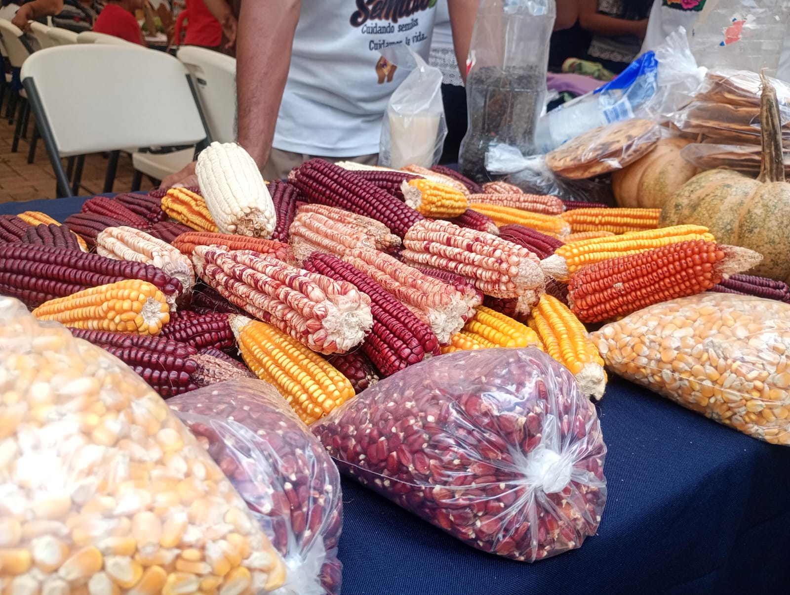 CICY celebra el Día Nacional del Maíz 2024 con charlas y un mercado agroecológico 