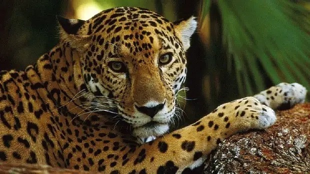 Refrendan compromiso con cuidado de fauna silvestre en obras del Tren Maya
