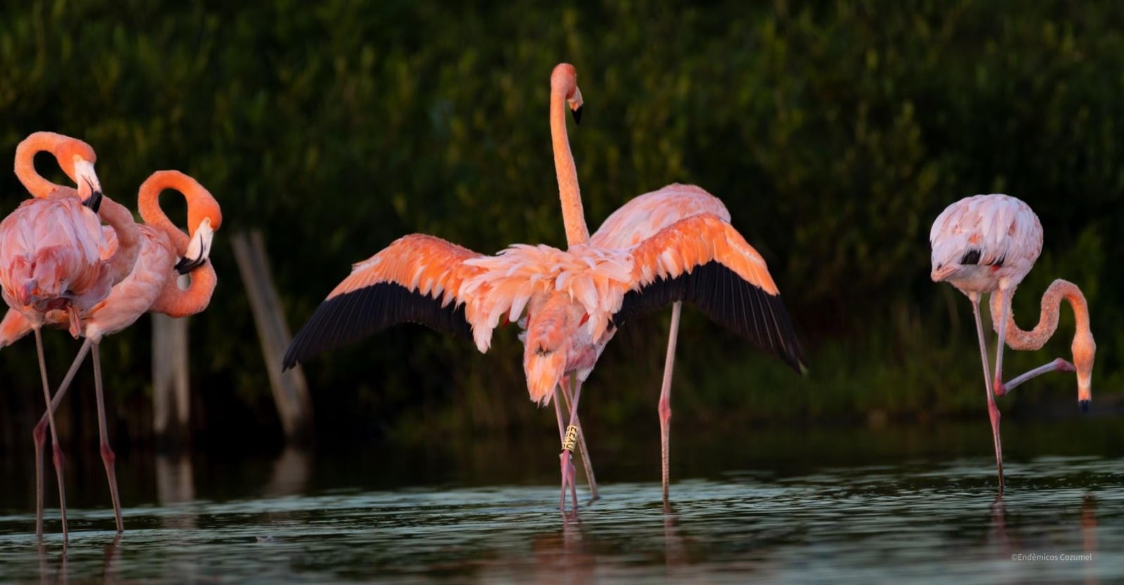 Reportan en Cozumel presencia de flamencos rosados anillados en Yucatán