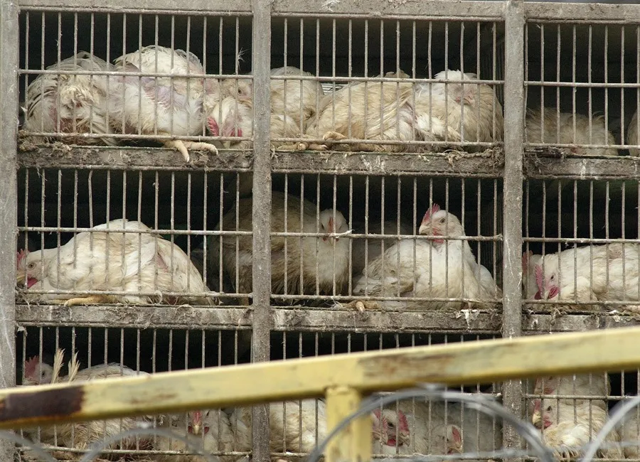 Gripe aviar plantea riesgo de pandemia peor que Covid: Instituto Pasteur