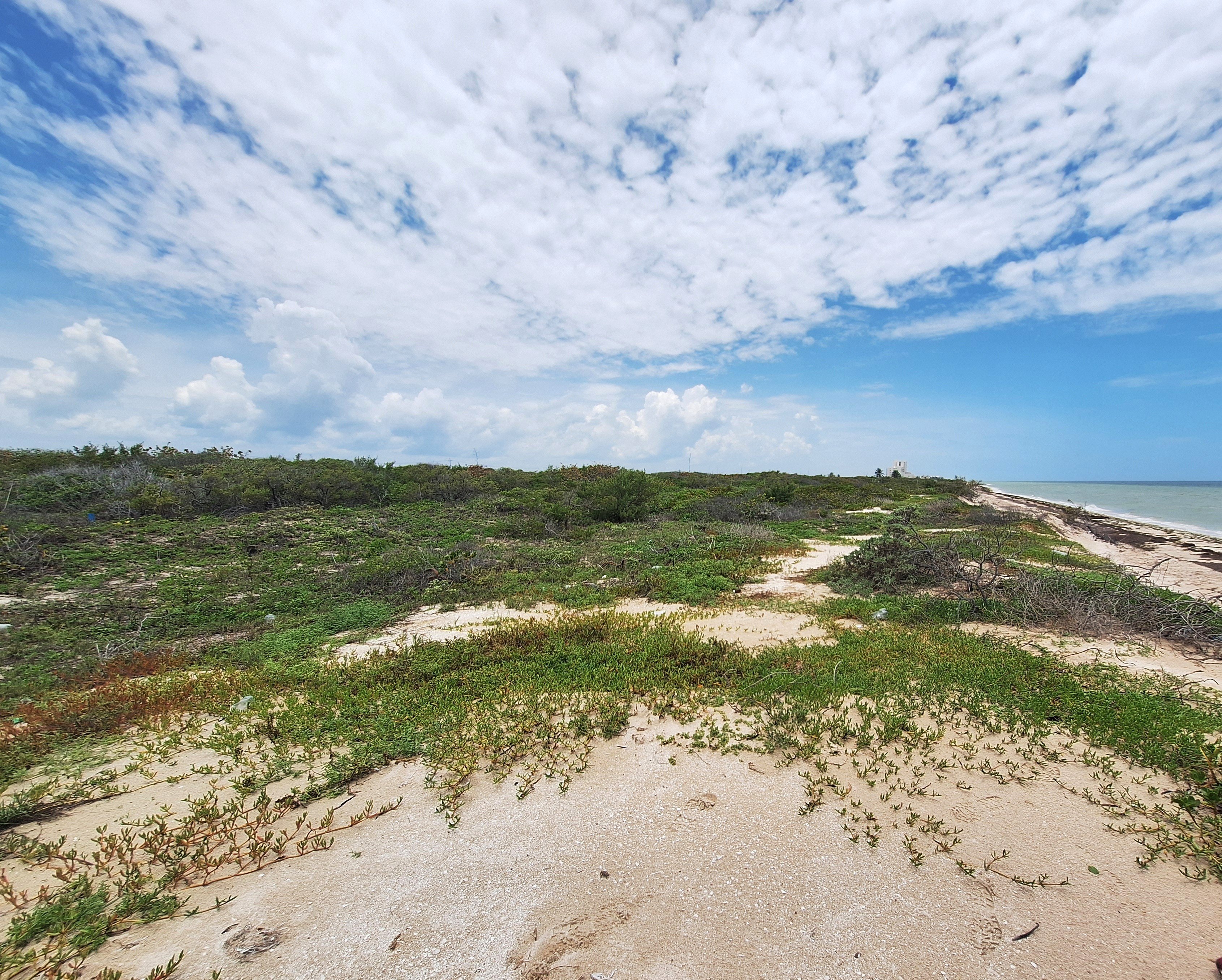 Playas vemos, lagartijas endémicas desconocemos