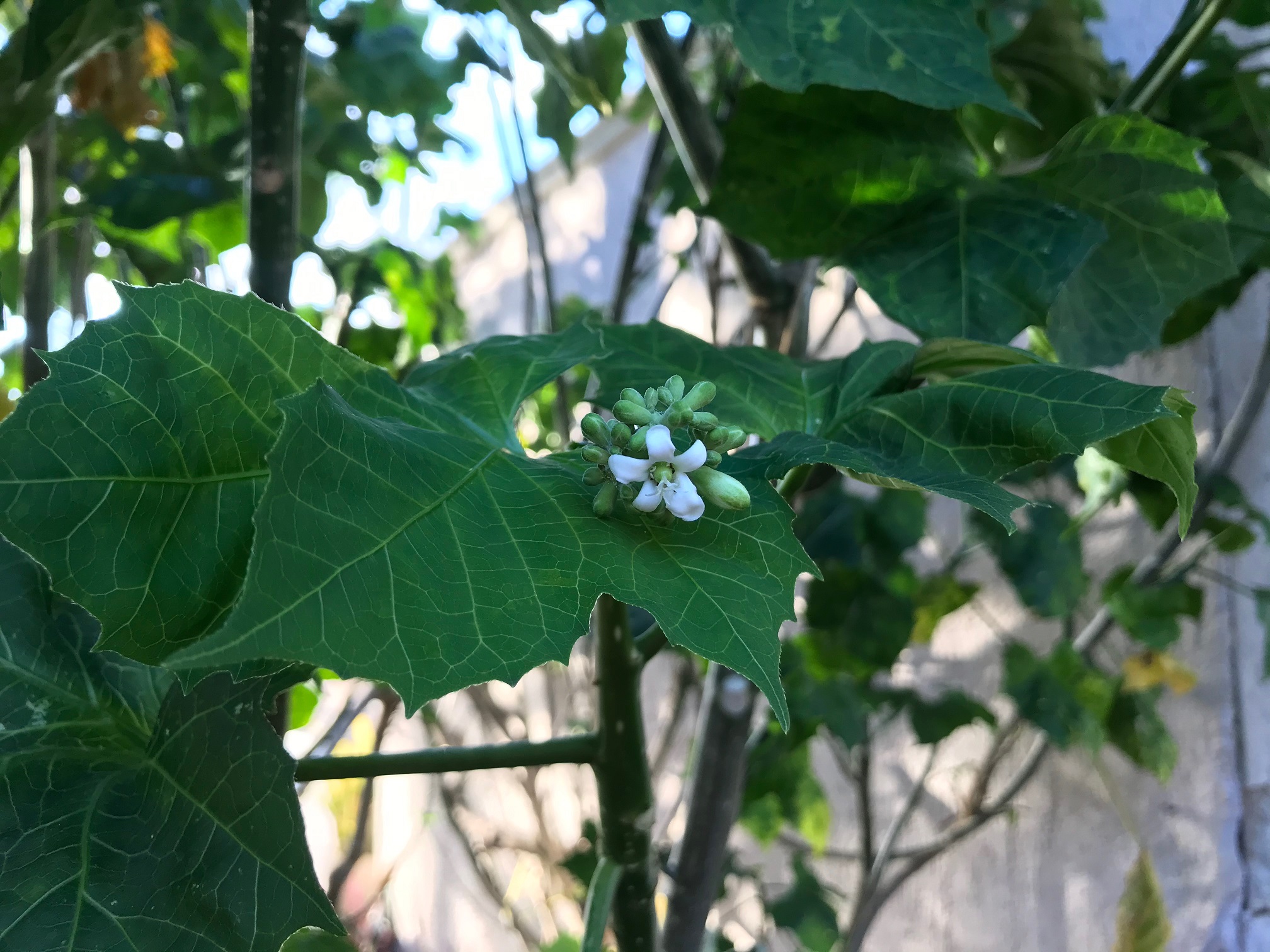 La chaya gana cada día más adeptos de otras latitudes