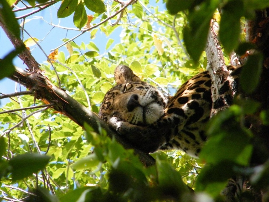 Unaj u jeel tukulta’al bix ken máanak yéetel bix ken lúubuk Tren Maya ti’ k’áax: Raul Padilla