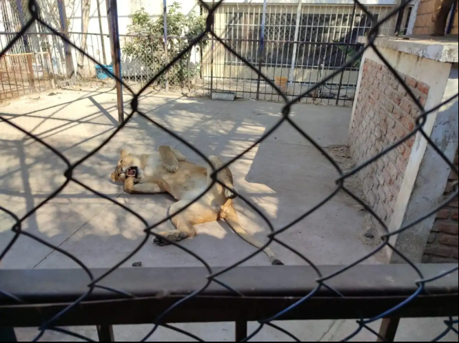 Celaya: Hallan leones africanos y guacamayas en inmueble sin permisos correspondientes