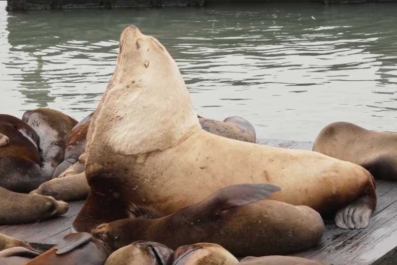 Conoce a 'Chonkers', el enorme león marino que atrae a multitudes al muelle 39 de San Francisco