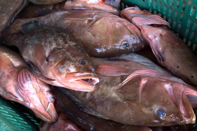 Pesca de mero y langosta cae 50 por ciento en litoral yucateco