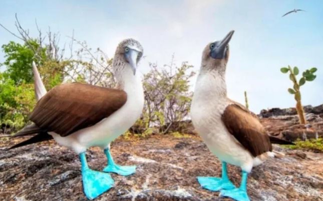 Ohuira: denunciar en Europa