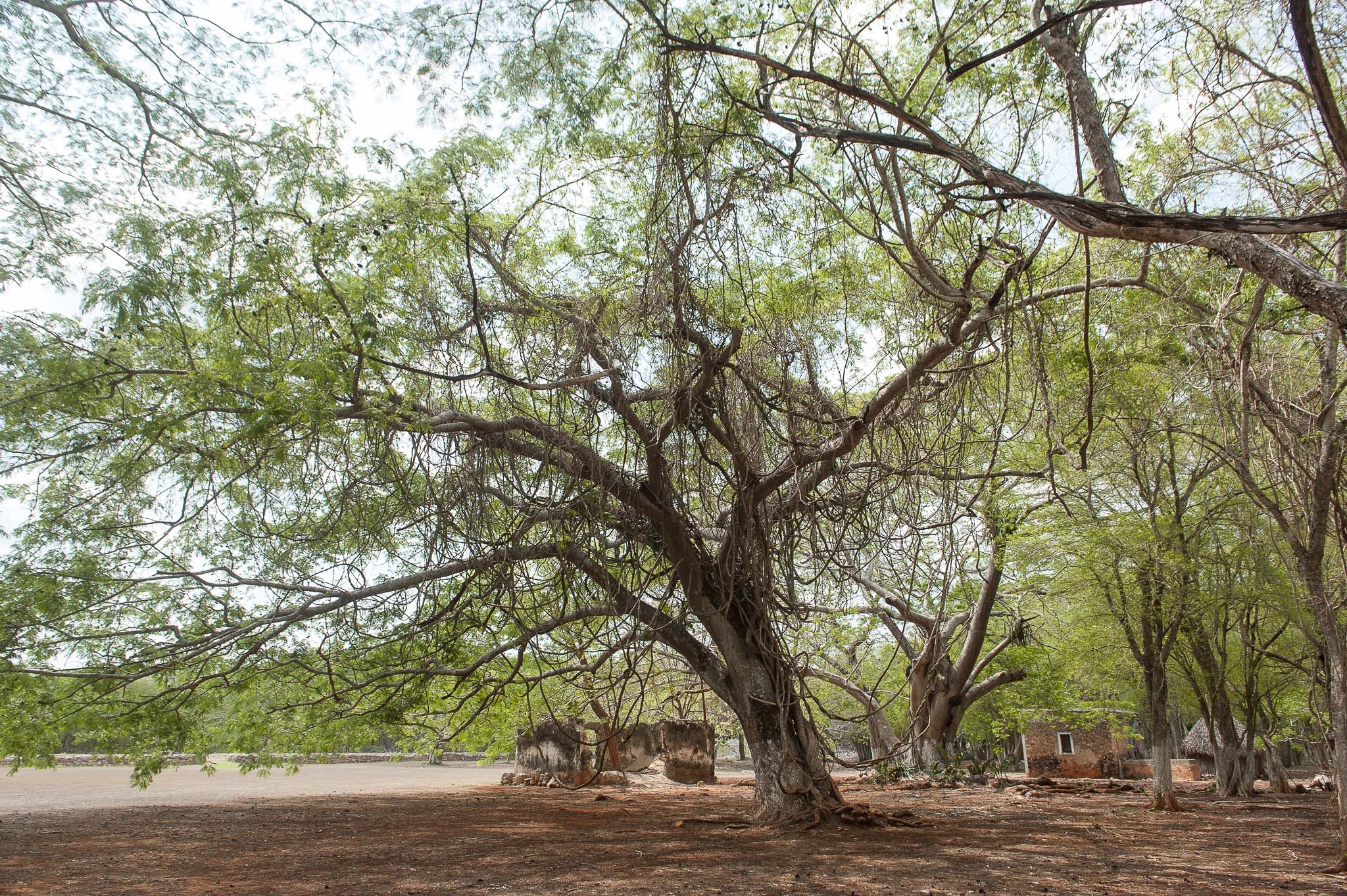 Cierre de calles del centro por eventos perjudica a comerciantes: Canaco Mérida