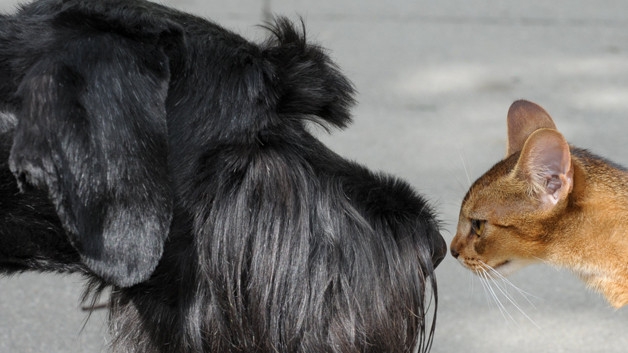 Gatos y perros no transmiten el COVID-19: experta