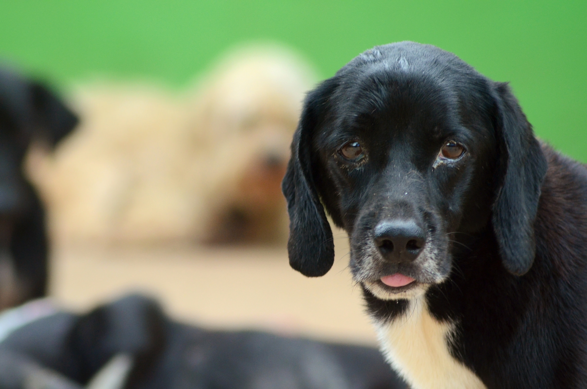 Previenen enfermedades en animales