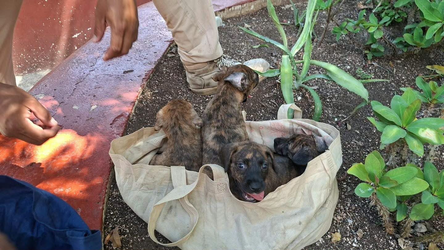 Rescatan a nueve crías abandonadas dentro de bolsas en Tulum