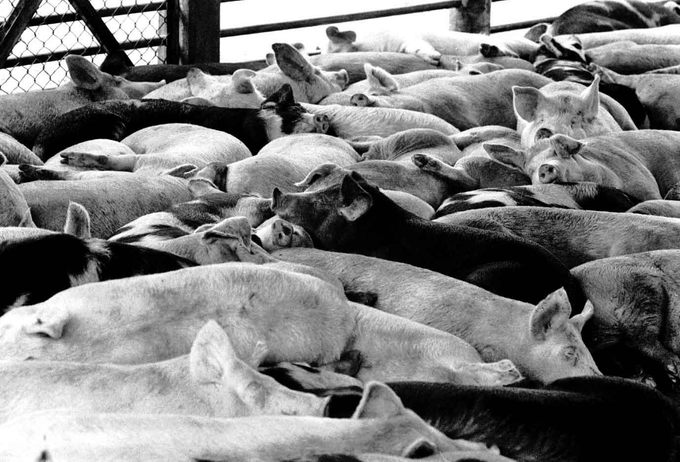 Granjas porcícolas no contaminan