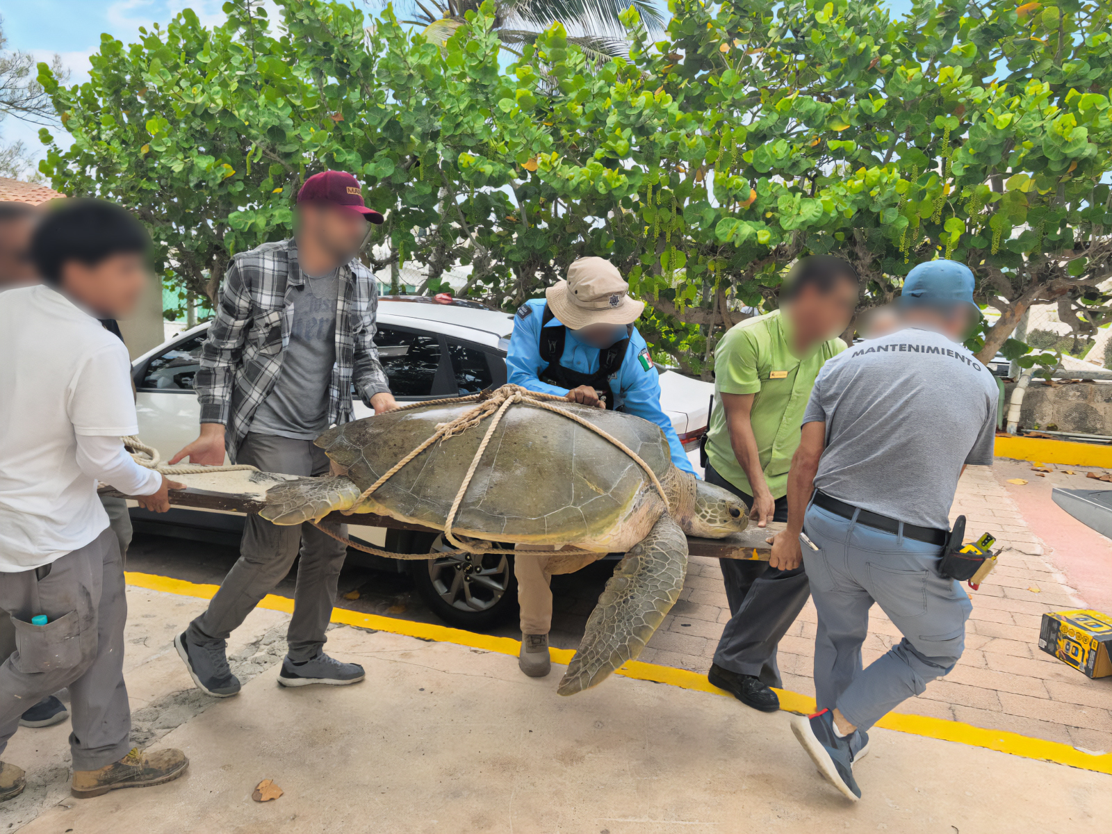 Rescatan tortuga blanca en zona hotelera de Cancún