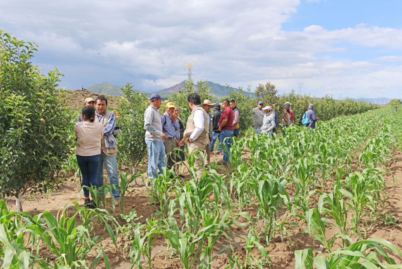 Sembrando Vida busca plantar mil 500 millones de árboles durante el sexenio